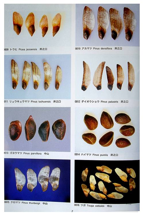 日本植物种子图鉴part1文物考古汇编