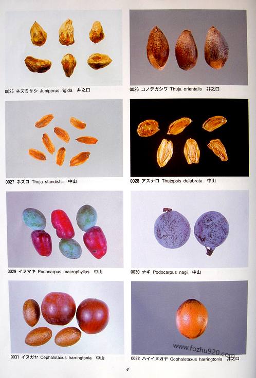 日本植物种子图鉴part1文物考古汇编