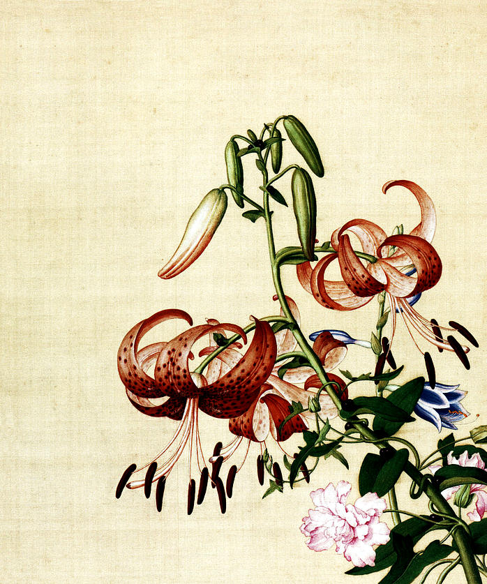 清 郎世宁 仙萼长春图最佳版 百合花缠枝牡丹 (6252x7496px 405)