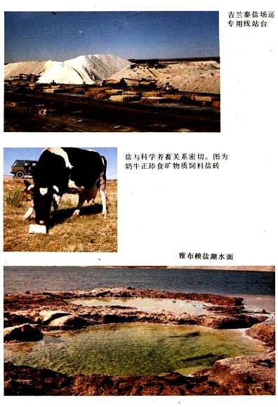 内蒙古盐业史（内蒙古自治区志）.pdf