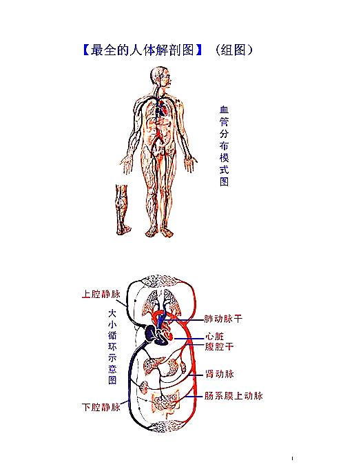 【最全的人体解剖图】下载